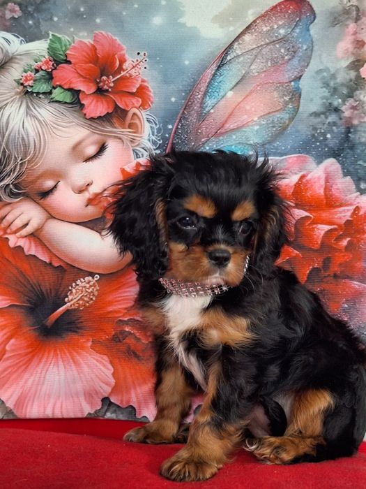 Cavalier King Charles Spaniel suczka z paszportem i rodowodem
