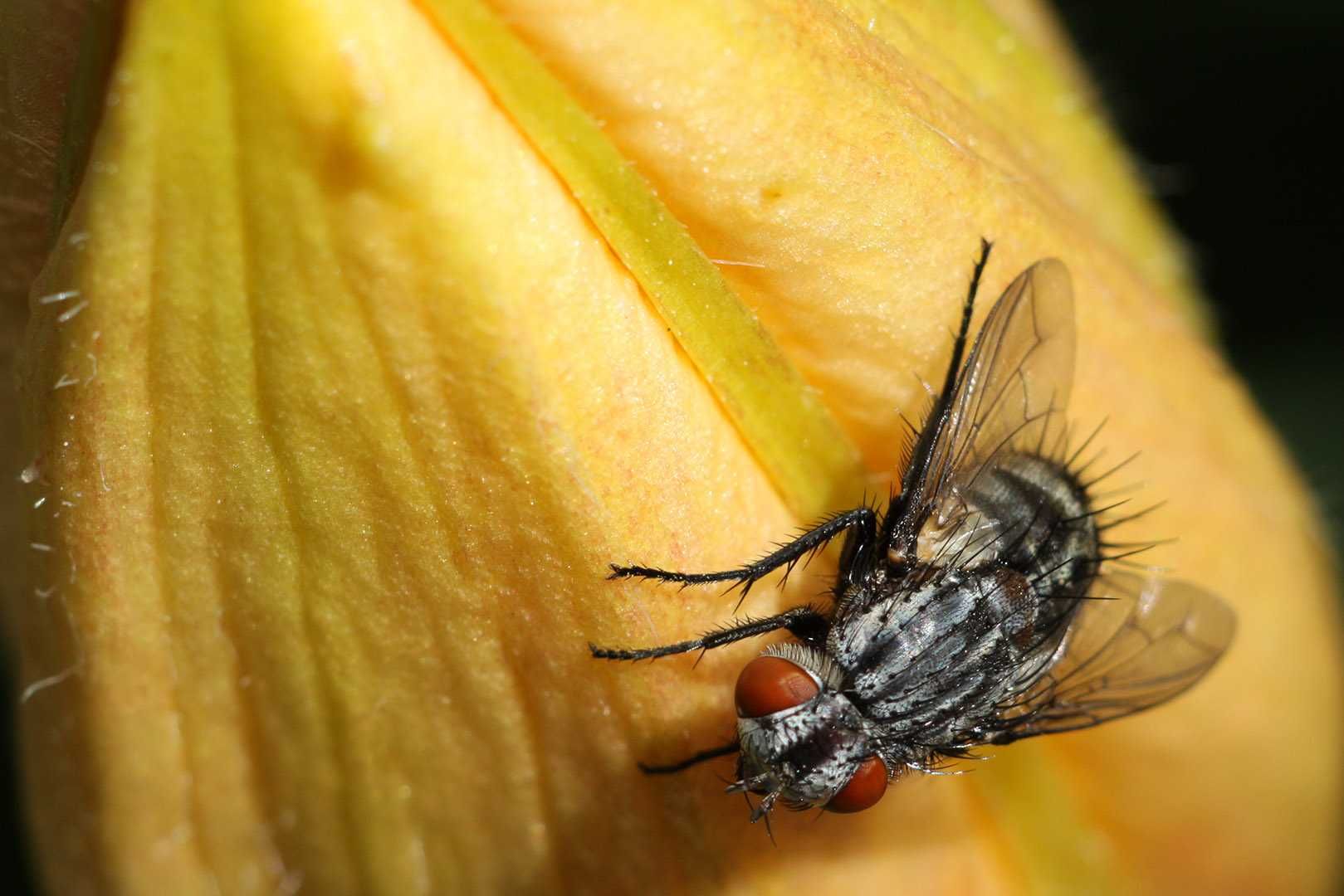 CanonEF/ Phoenix 100/3.5macro Digital предметна, стоматологія, природа