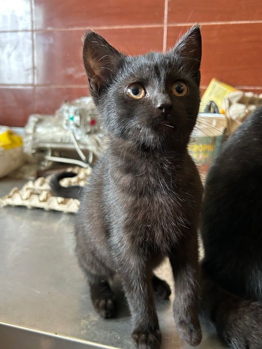 Oddam kotki w dobre ręce