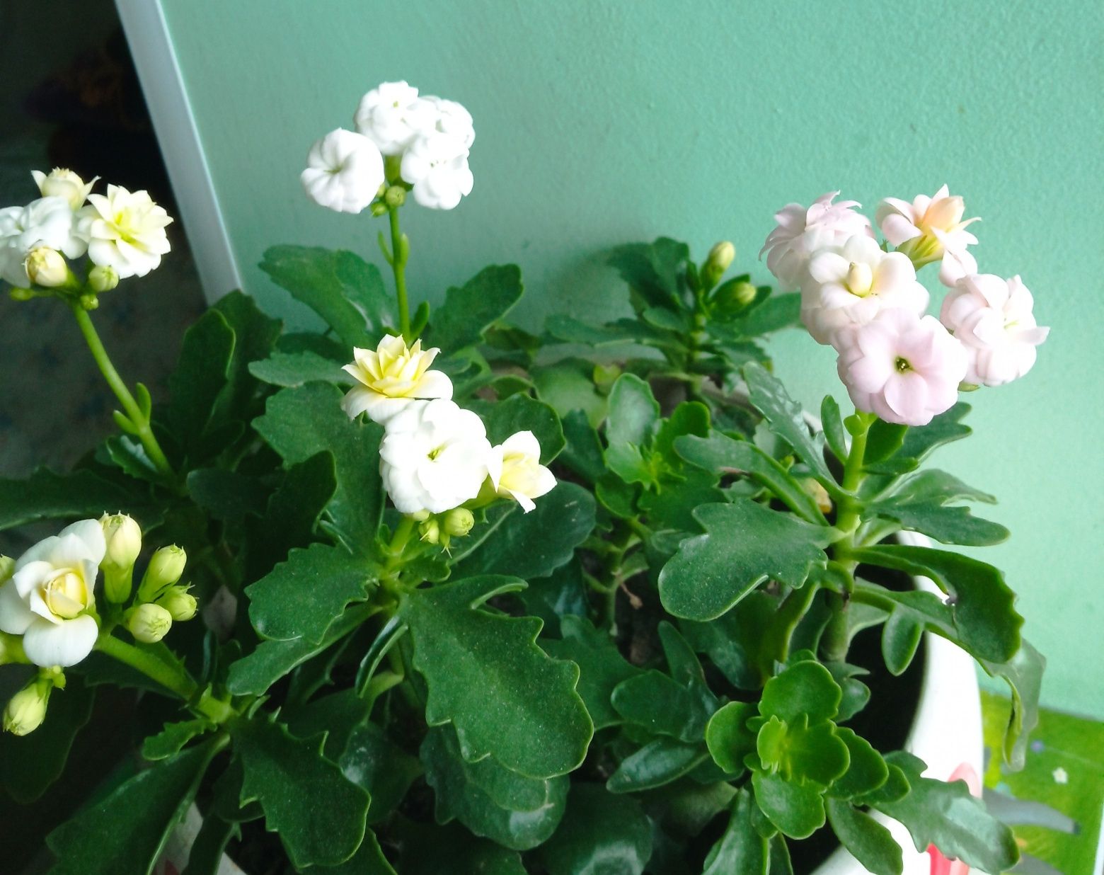 Каланхое декоративний, квіти рожево-білого кольору
