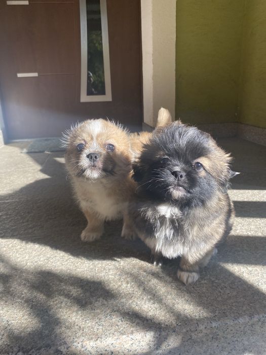 Oddam pieski w dobre rece