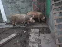Продам свині живою вагою Хопнів