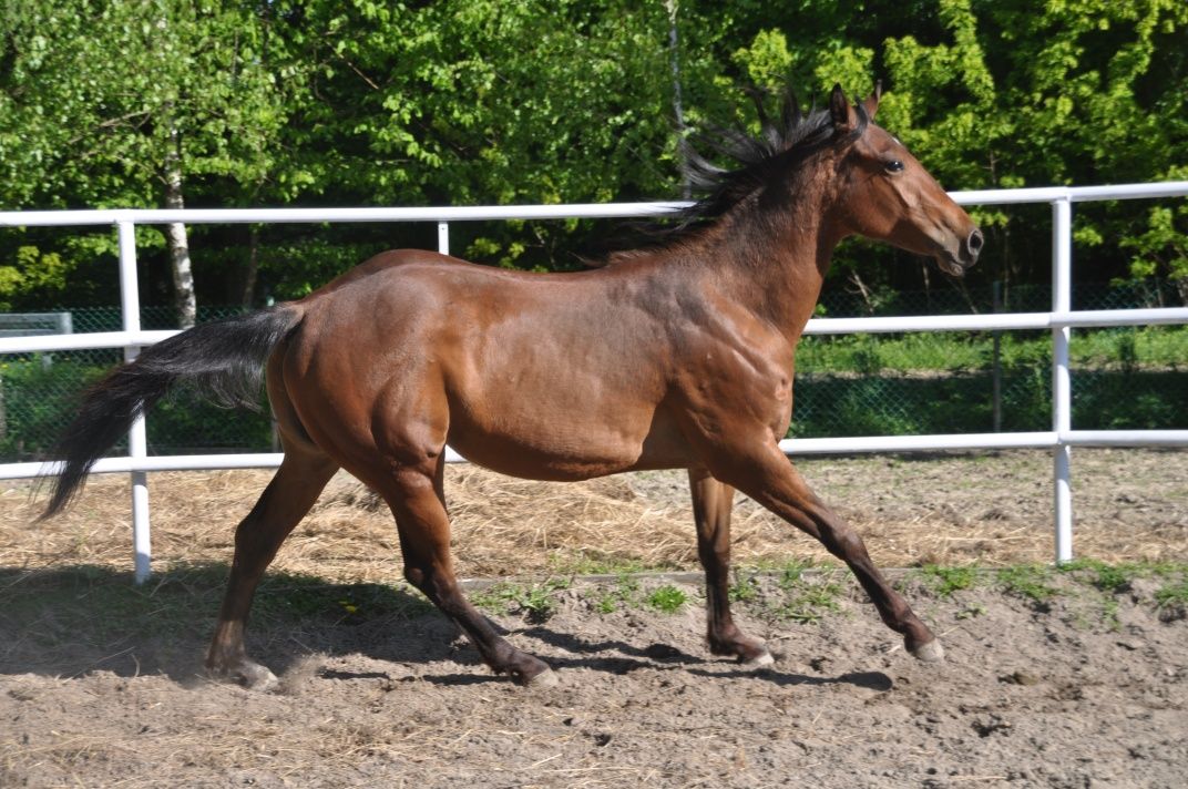 Klacz Aqh American quarter horse