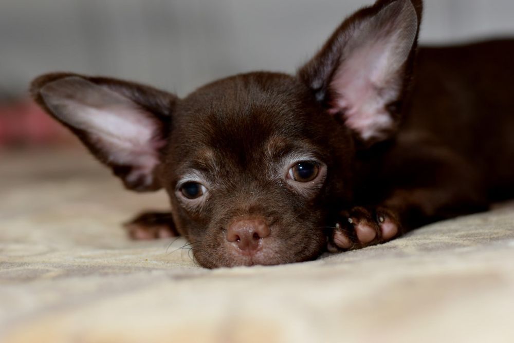 Мальчик чихуахуа