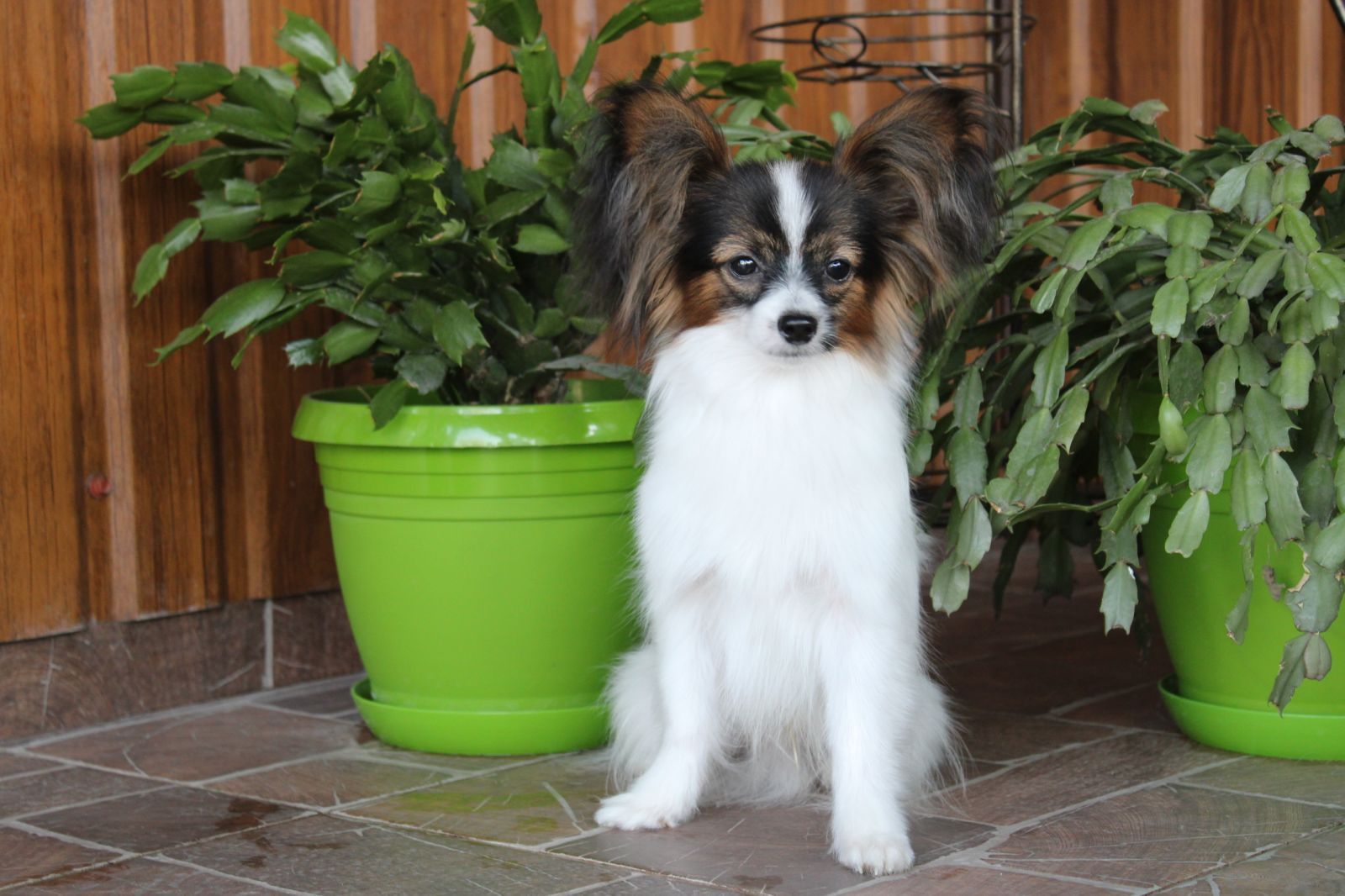 Perfect Papillon male for you! FCI/КСУ реєстрація, щок клас цуценя!