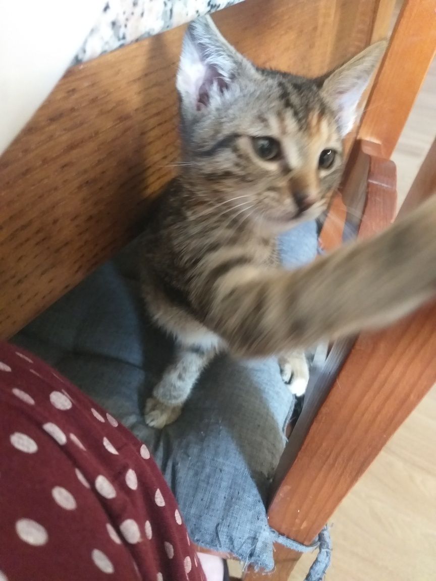 Gatinha para adoção responsável