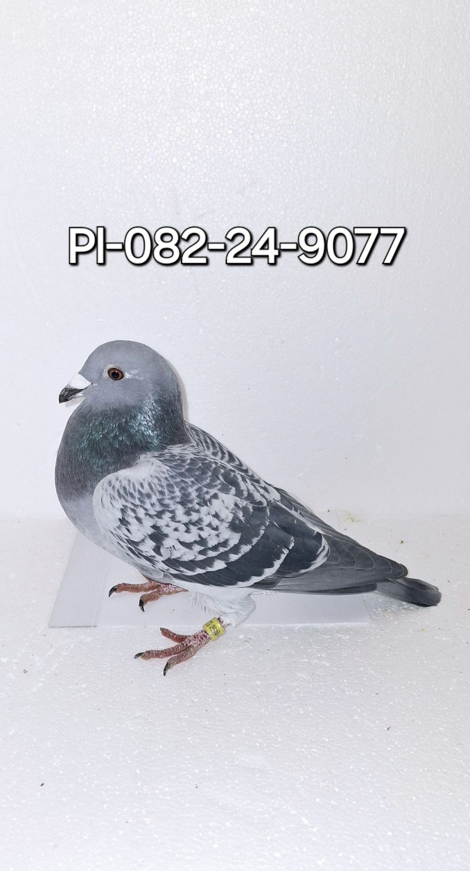 Gołąb pocztowy Samica T.Ruminski x M.Trzaska x A.M. Podyma,,