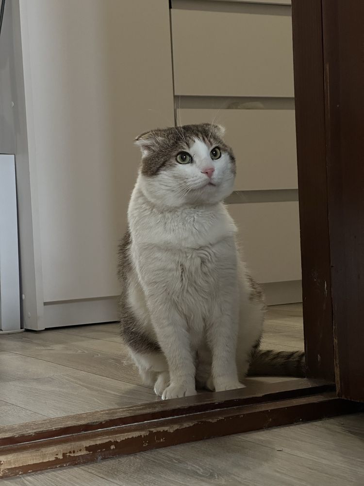 Котик Грицюша шукає дім