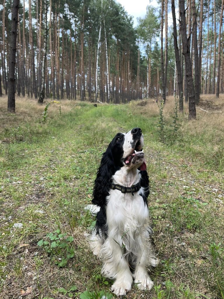 Reproduktor Cocker Spaniel Angielski