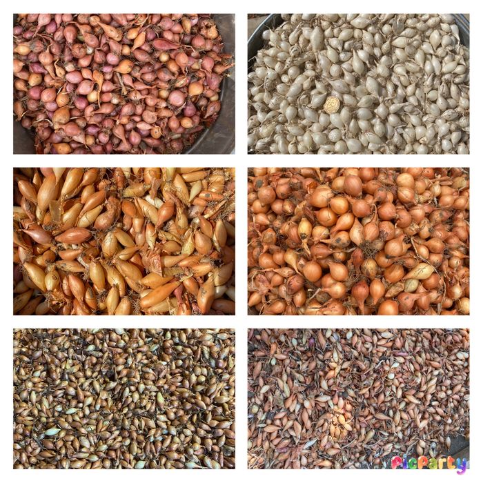 Лук севок,арпаж,тиканка,сіянка,саджанка,цибуля на перо,дельфін,венгерк