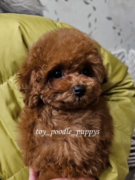 Гарнесенький хлопчик той пудель