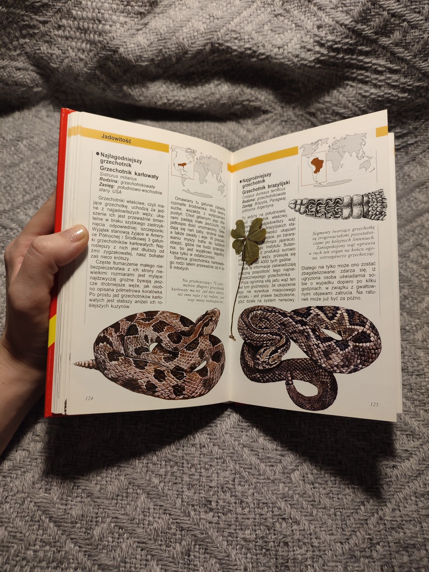 Rekordy zwierząt Gady Andrzej Trepka
