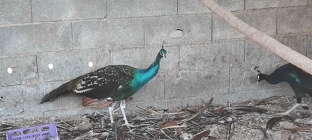 Vendo pavão macho