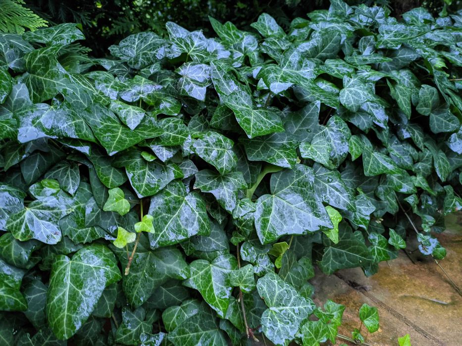 Bluszcz pospolity Hedera Helix zimozielony Duże Sadzonki