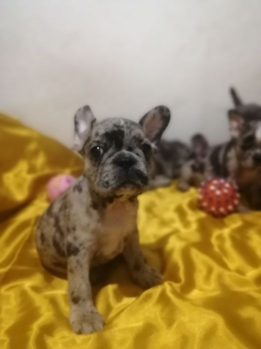 Щенки Французского бульдога.