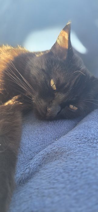 Oddam 5 letniego kota