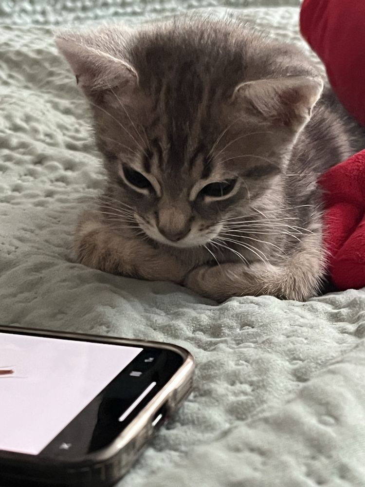 Віддам котика має пару місяців