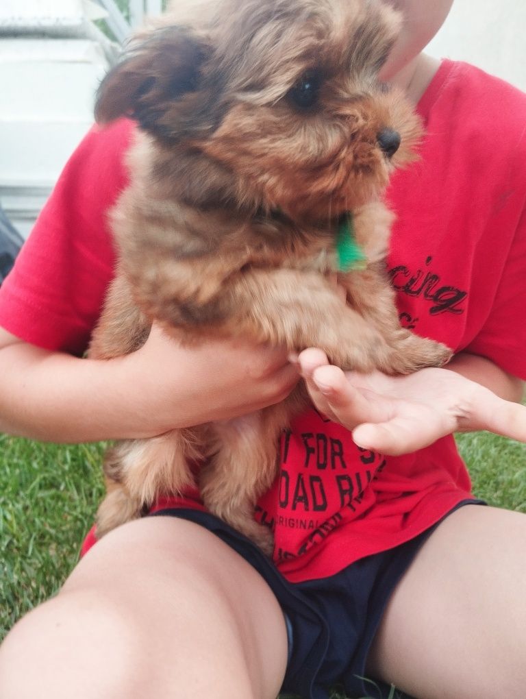Yorkshire terrier piesek