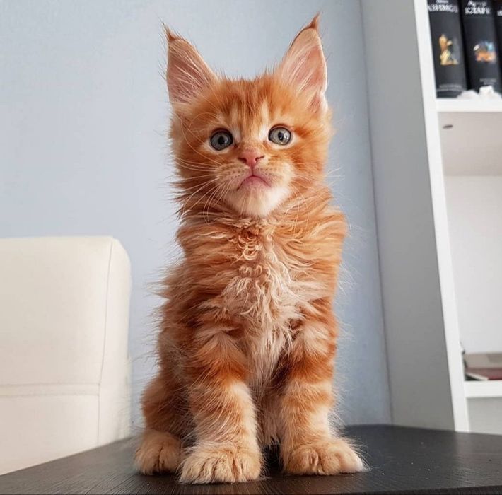 Котёнок, породы Мейн-кун