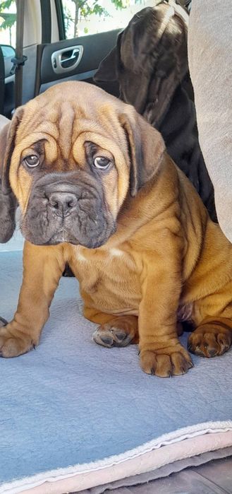 Кане корсо.з розплідника.