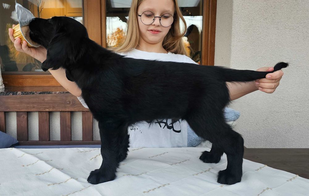 Flat coated retriever FCI - szczeniak