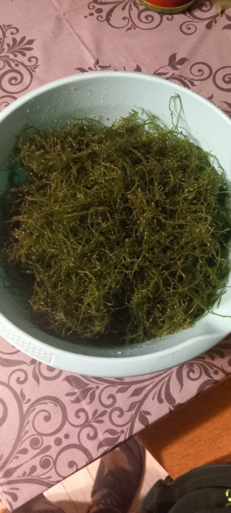 Mech Jawajski Moss(Taxiphyllum barbieri) (Rezerwacja)