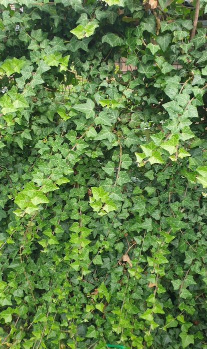 Плющ вічнозелений зріз.