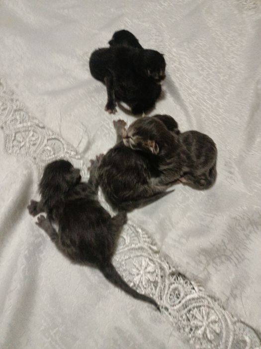 Кошенята Мей-кун