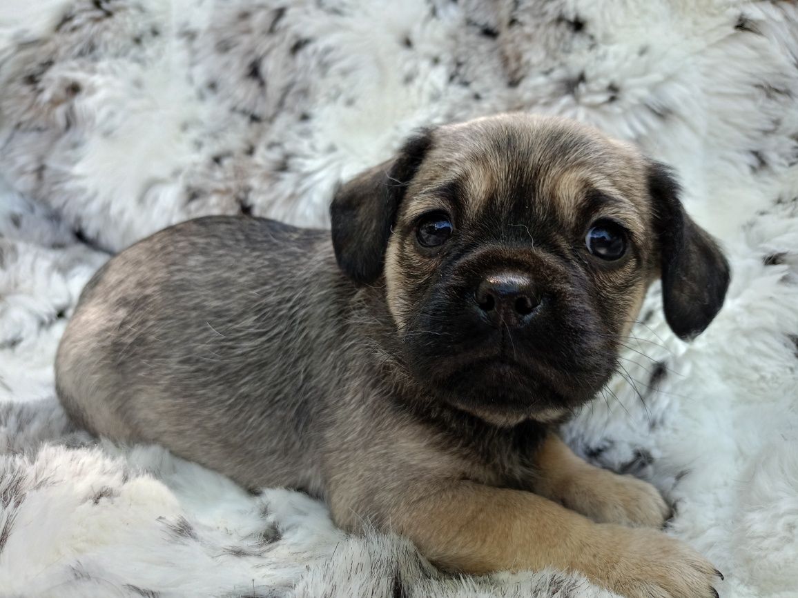 SUCZKA Mops + Chihuahua, cudowny charakter