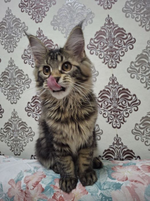 Крупная, красивенная девочка Мейн-Кун