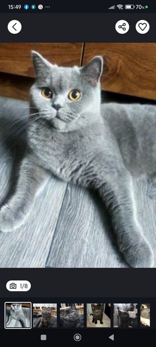 Kotek kocurek czarny po brytyjski