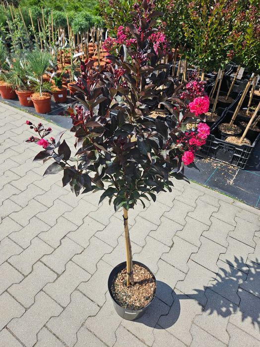 Lagerstroemia Double Dynamite 120cm C5 kwitnący krzew + nawóz gratis