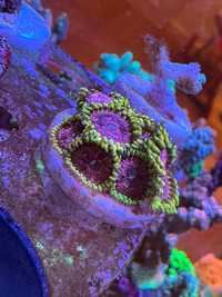 Coral frag agua salgada aquario reef zoanthus pink diamond