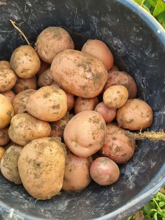 Ziemniaki Queen Anna i belarosa