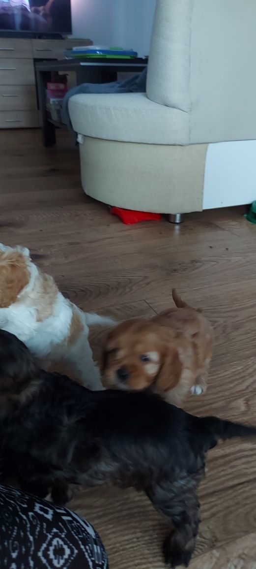 Cavapoo - rudy piesek