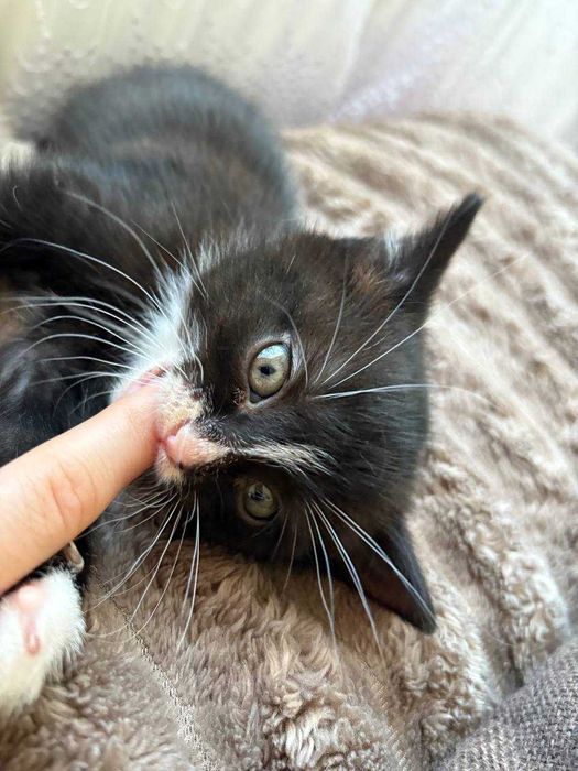 Кошеня, дуже гарне дівчинка з стерилізацію допоможу, оплачу