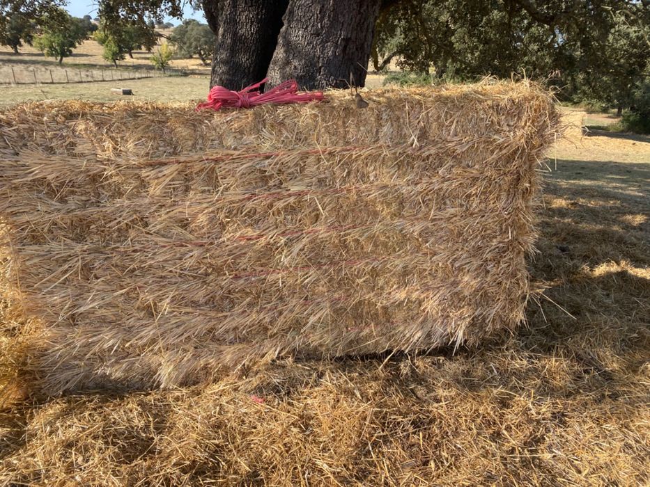 Fardos forragem raigrass