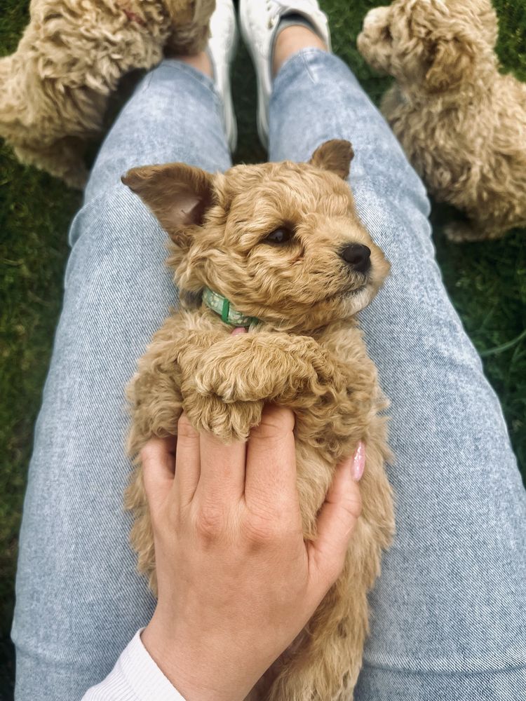 Maltipoo Bichpoo Poochon Pudel Bichon Frise