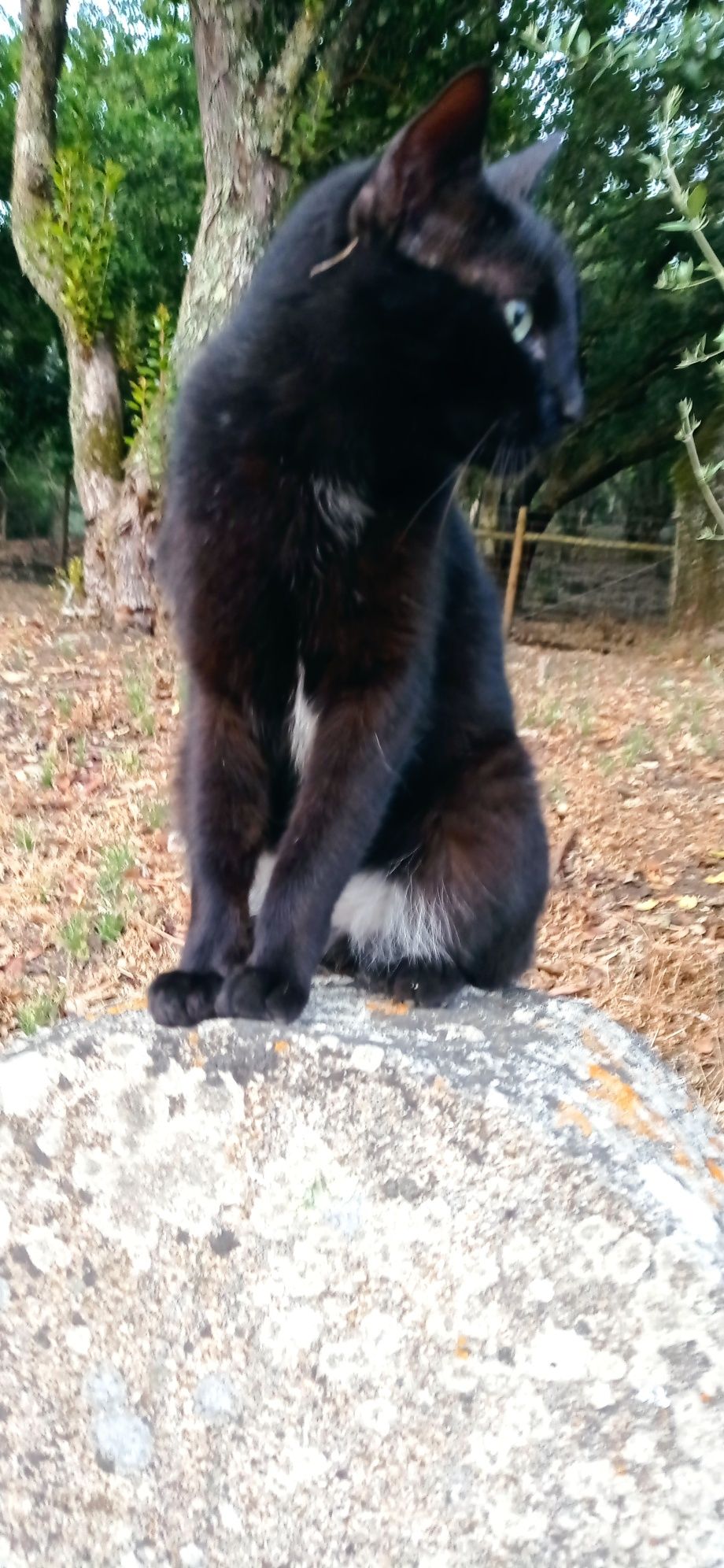 Gato para adopção