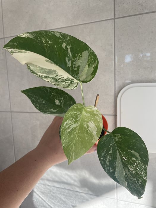 Монстера Аlbo white var, Тайське сузірʼя