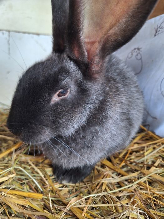 Sprzedam młode kroliki