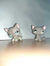 Kotki lps shorthair #467 i #468