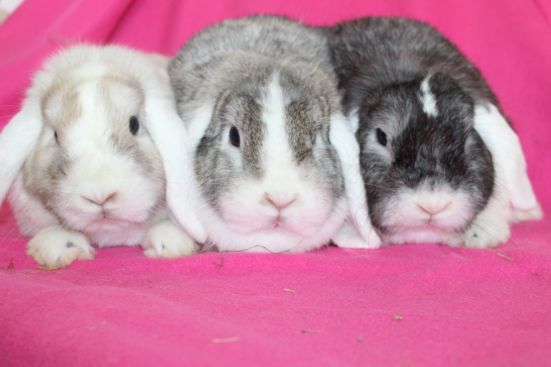 Samice mini lop , mini lopy . Baranki karzełki