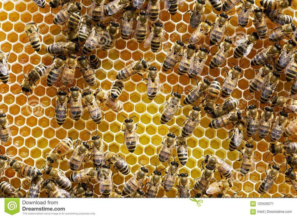 Бакфаст, Карника, Карпатка отводки бджіл, бджолопакети, мед...