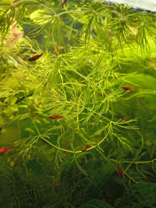 Rybki mieczyki czerwone