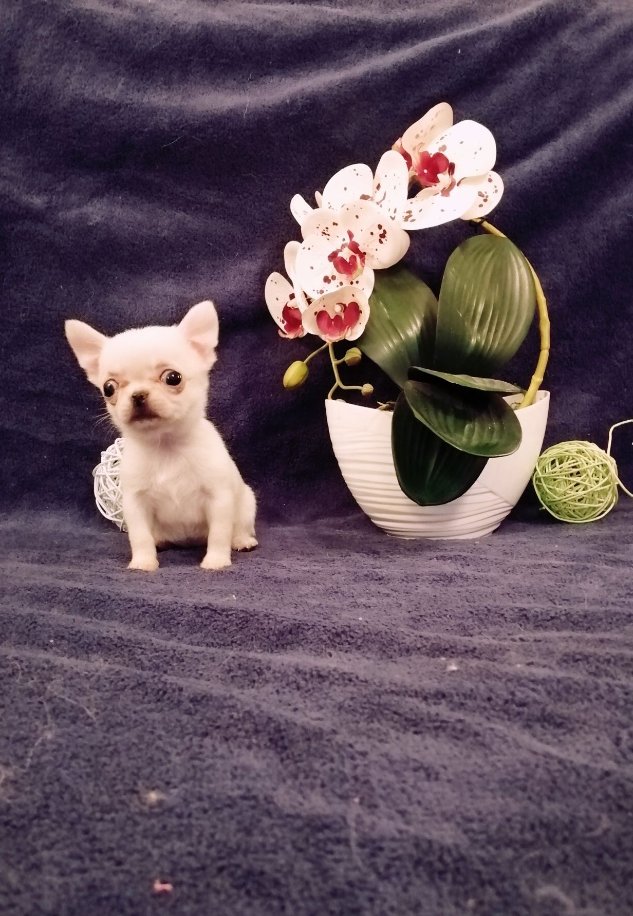 Chihuahua piesek krótkowłosy