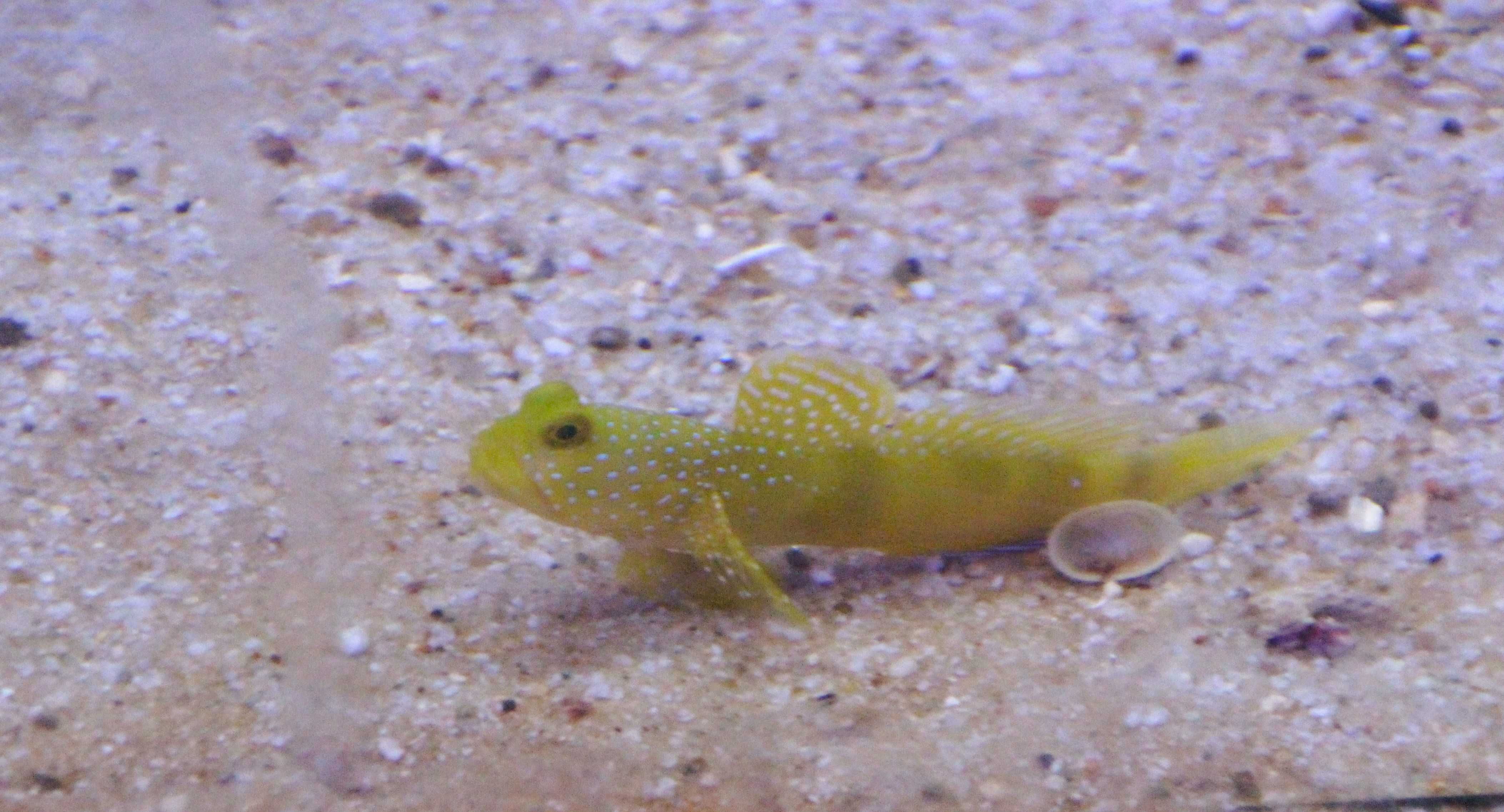 Cryptocentrus Cinctus Yellow Watchman Goby.Morskie