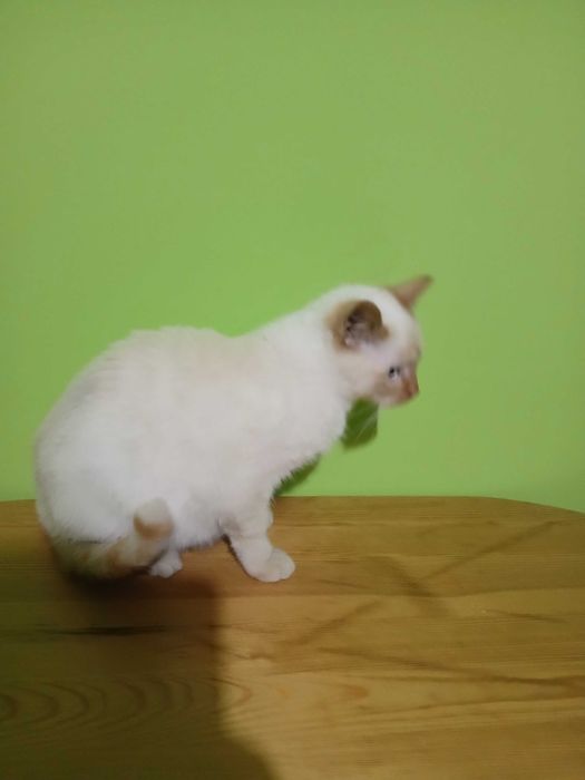 Kociak Syjamski starego typu