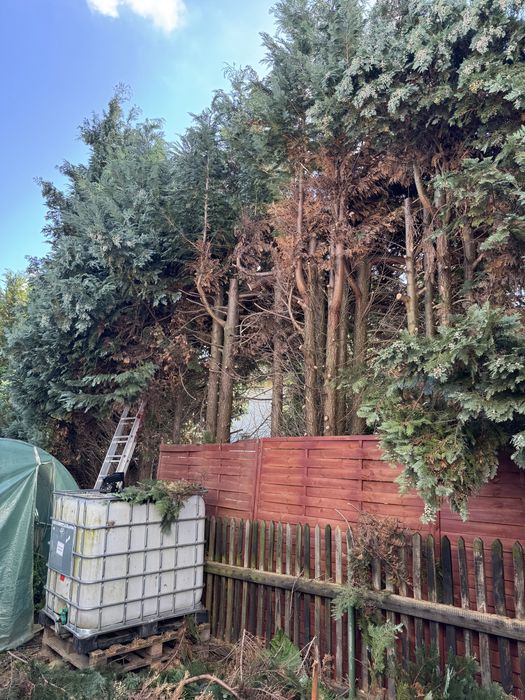 Wycinka Drzew Czyszczenie Działek