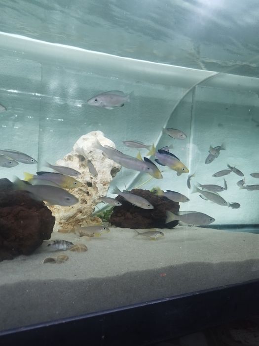 Cyprichromis leptosoma yellow head tanganika